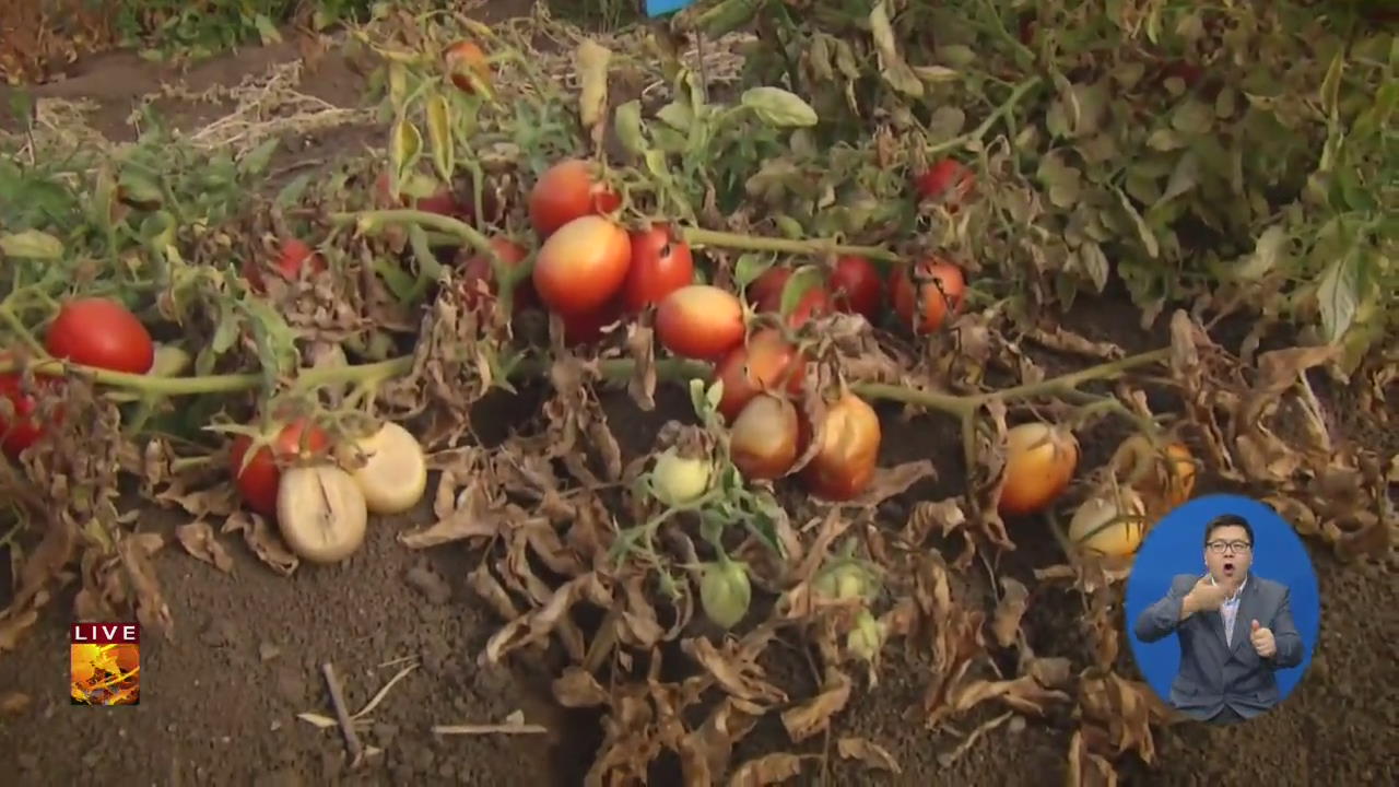 가뭄에 견디는 토마토 품종 개발