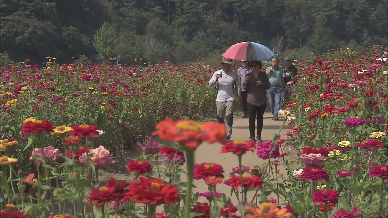 Flowers of Pyeongchang