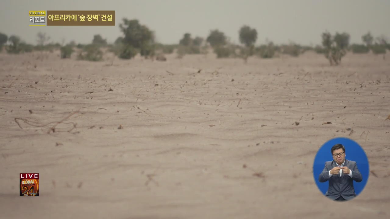 [글로벌24 리포트] “사막화를 막아라”…아프리카 ‘숲 장벽’ 건설