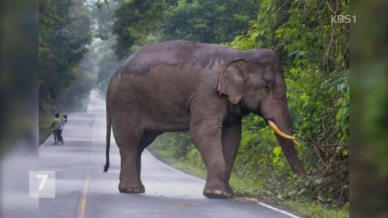 ‘위험천만’ 야생 코끼리와 셀카 찍으려던 남녀