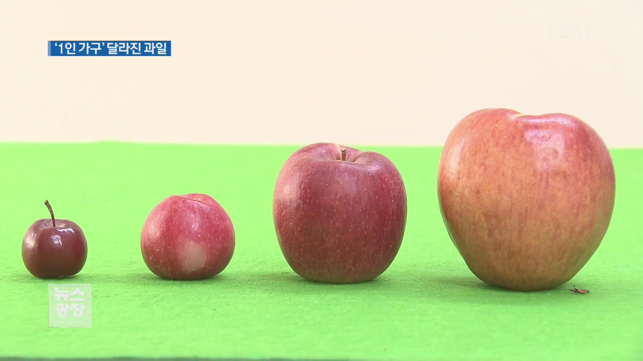 미니 수박·탁구공 사과…혼자 먹기에 ‘딱’ 작아진 과일