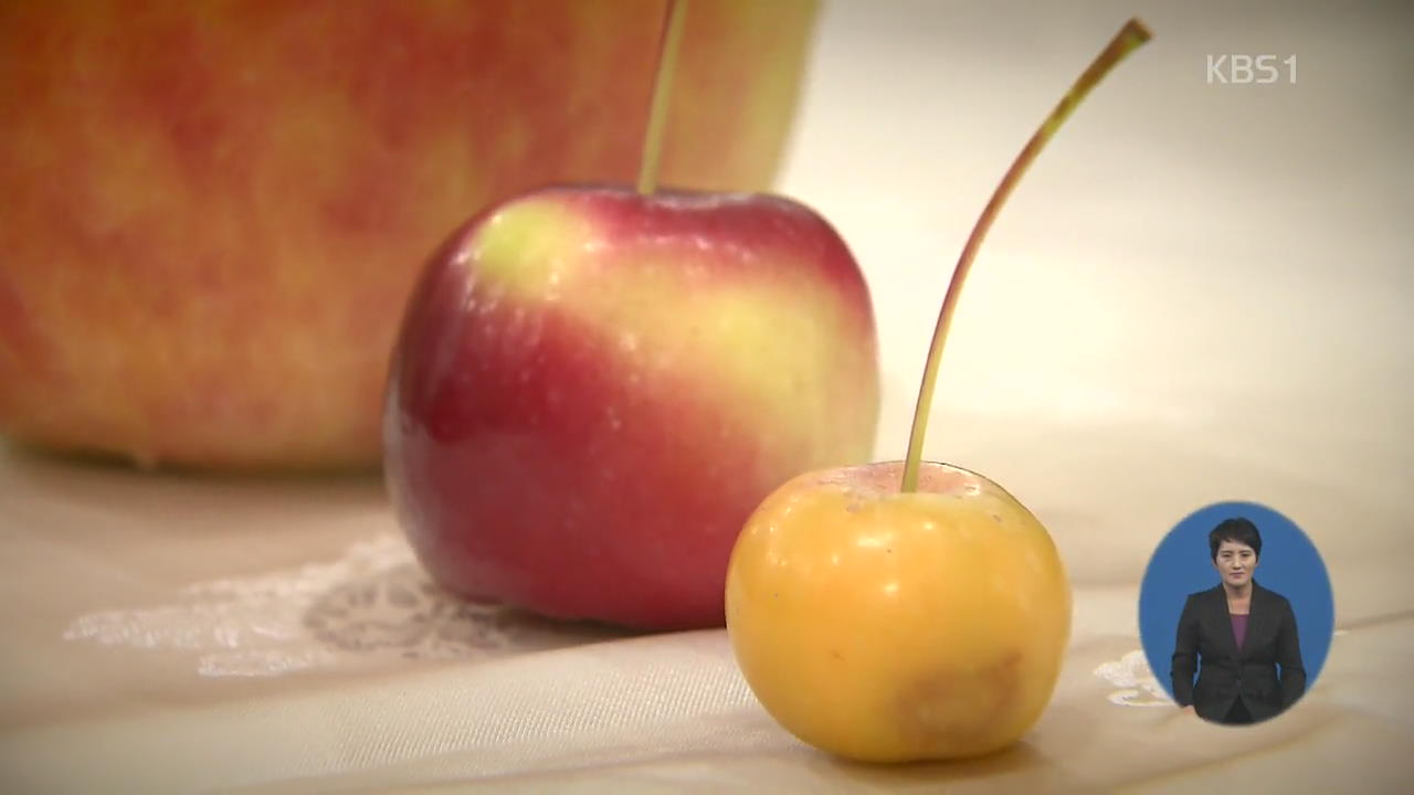 미니 수박·탁구공 사과…혼자 먹기에 ‘딱’ 작아진 과일