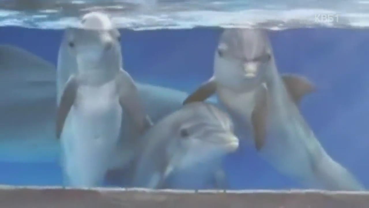 [디지털 광장] 서로가 신기한 돌고래와 다람쥐들