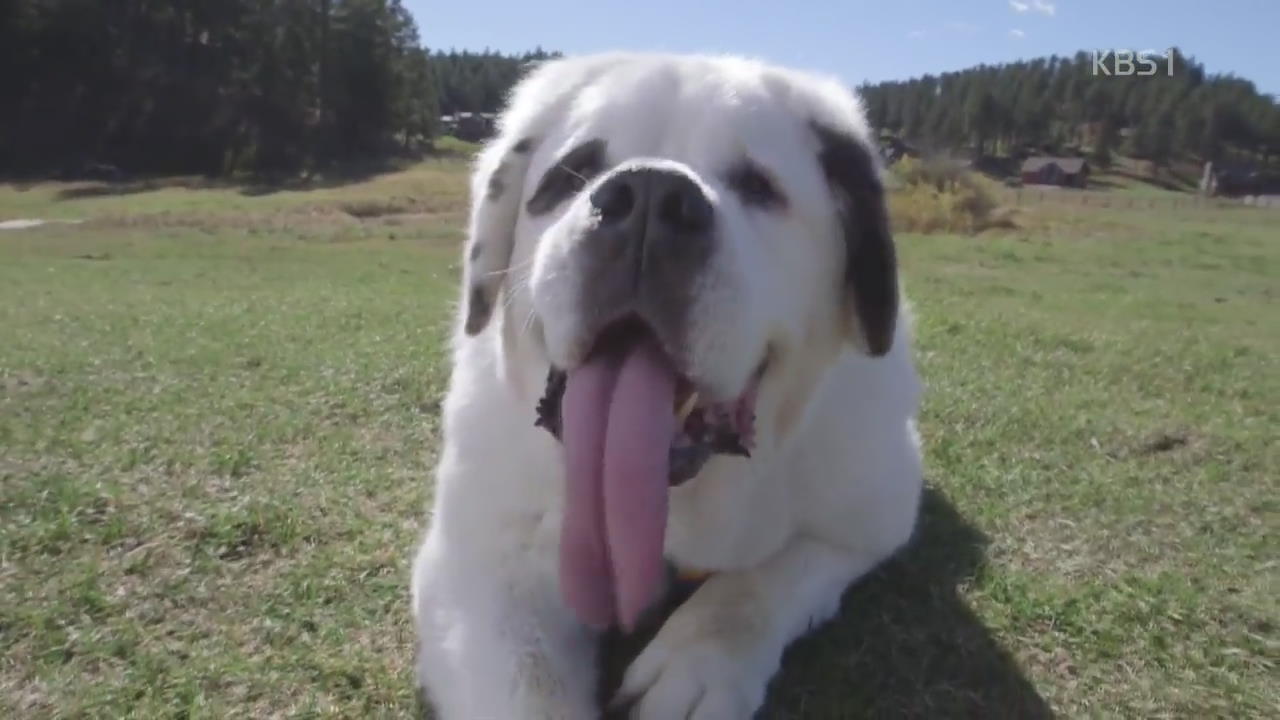 [디지털 광장] ‘세계에서 가장 긴 혀를 가진 개’ 화제