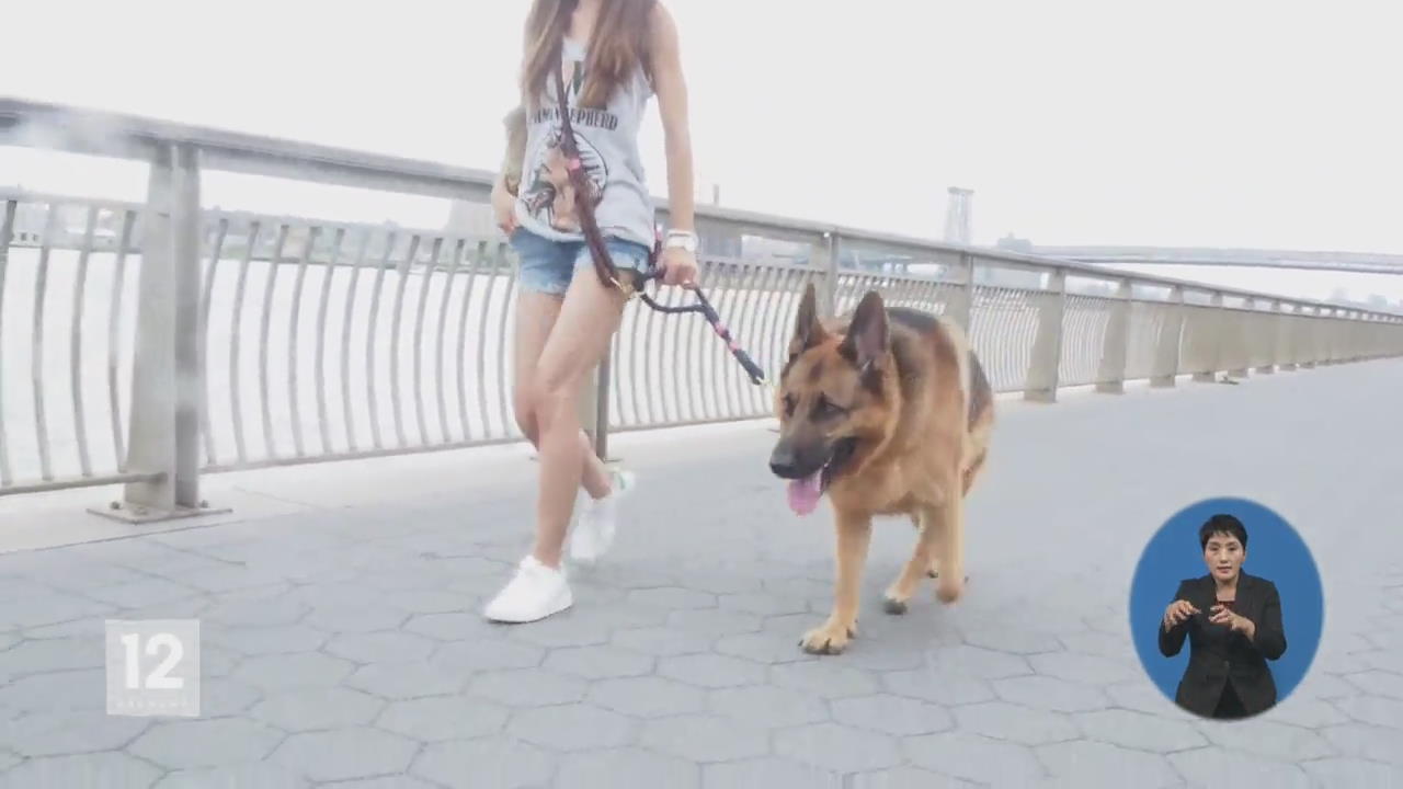 목줄·입마개 하셨나요?…펫티켓 확산