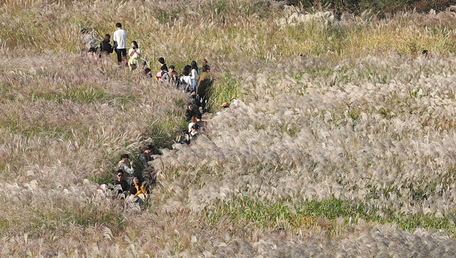 ‘가을 바람에 살랑’ 억새 축제
