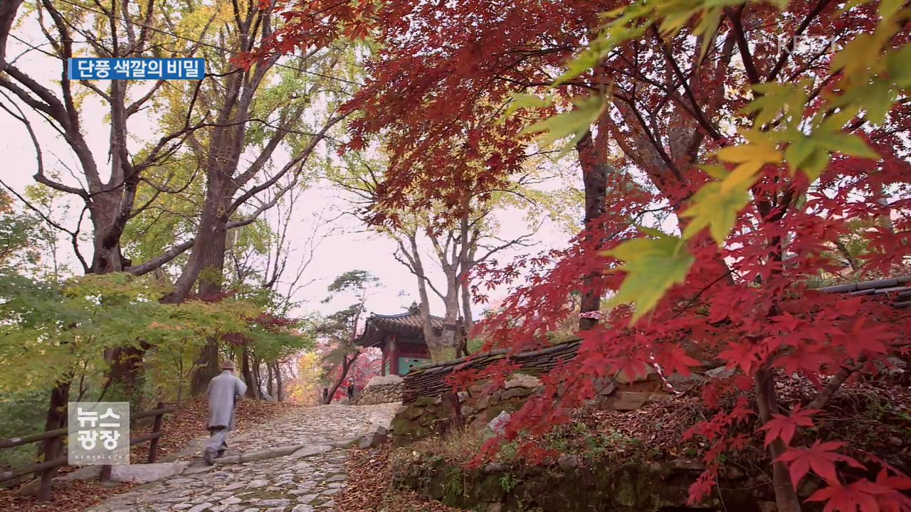 “올가을 단풍 더 곱다”…단풍 색깔의 비밀