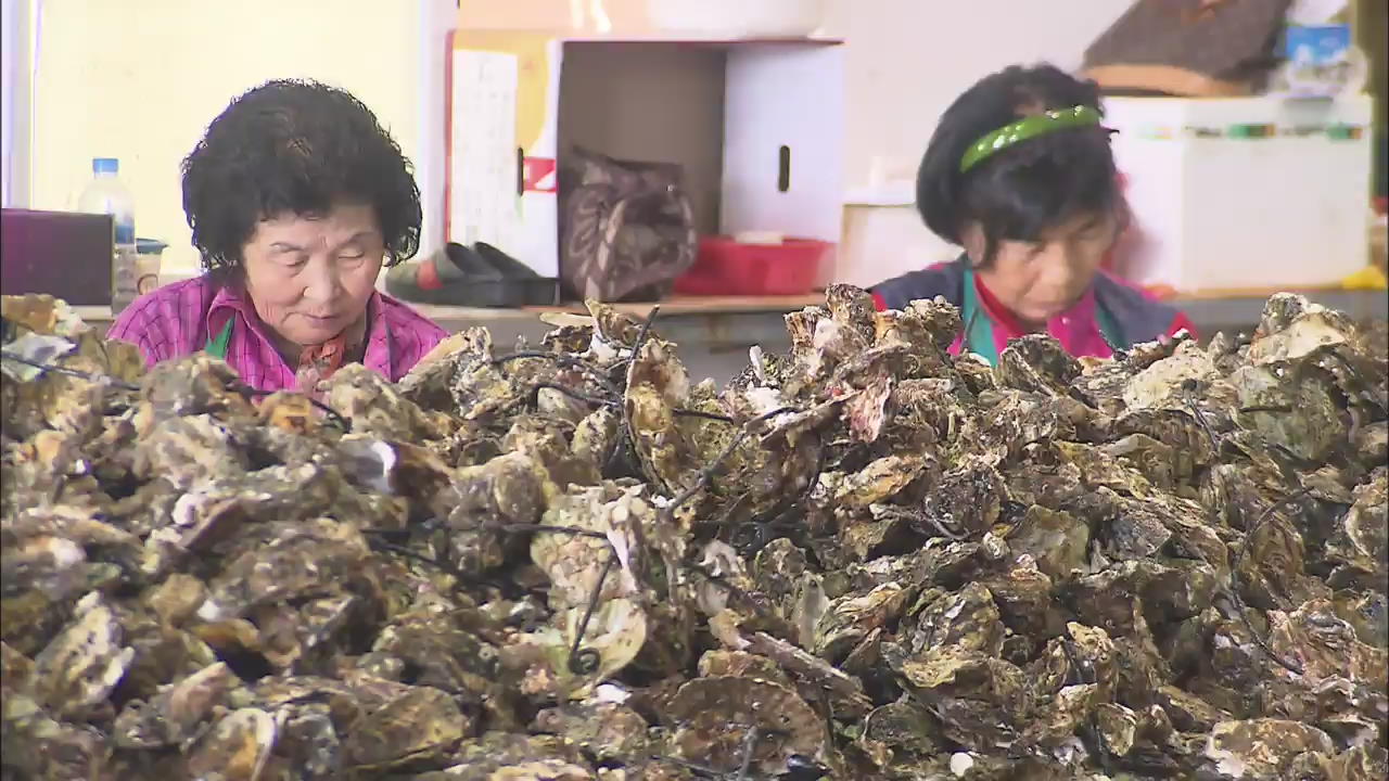 Oyster Season