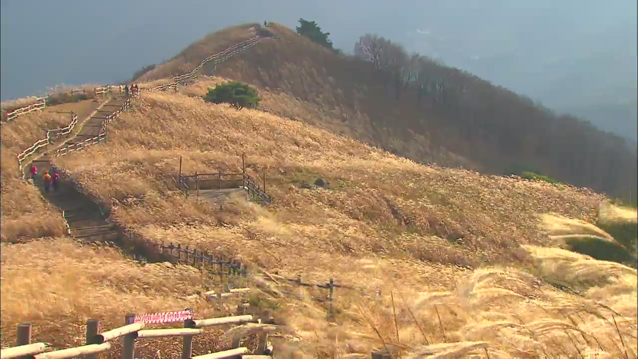 [Korea Snapshot] Mindungsan Mountain Eulalia