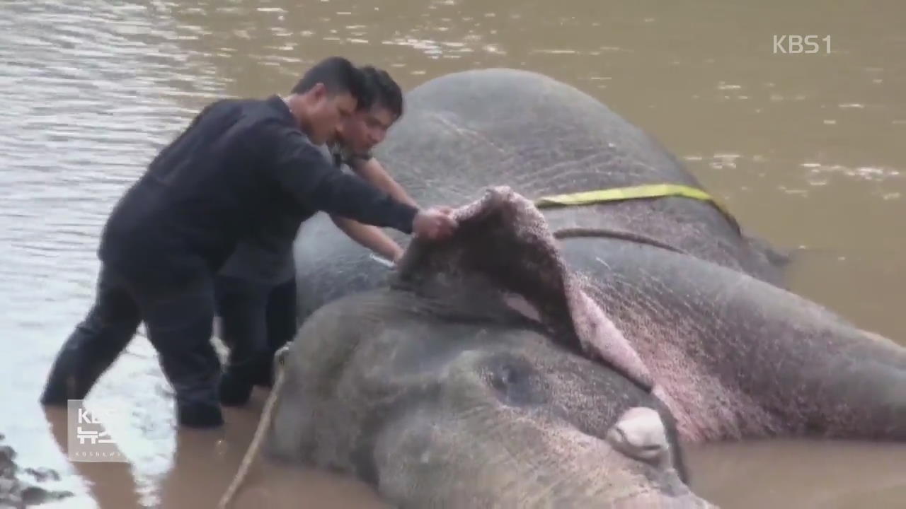 ‘익사’ 직전 야생 코끼리 민간인에 구조