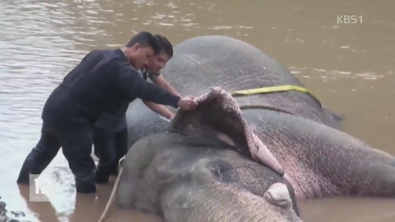 ‘익사’ 직전 야생 코끼리 민간인에 구조