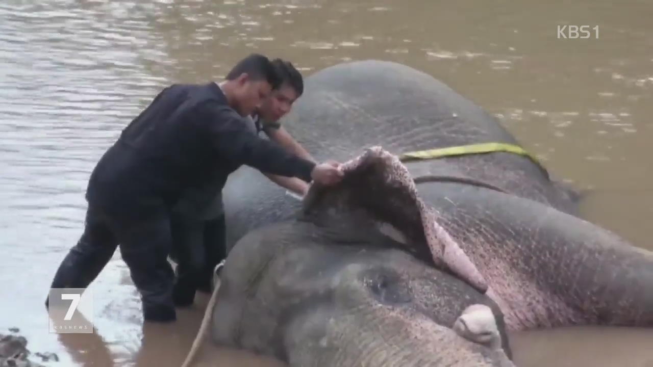 태국, 익사 직전 야생 코끼리 구조