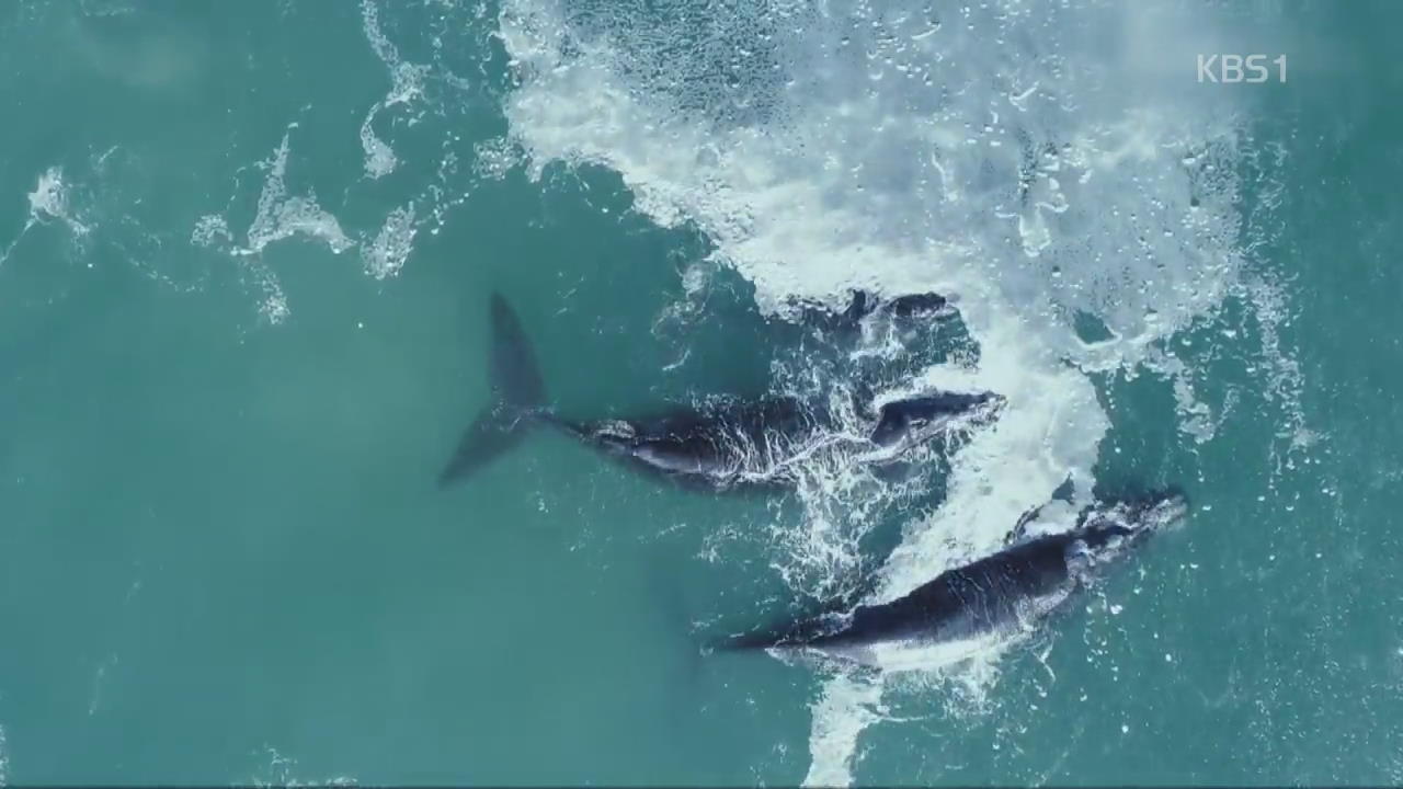 [디지털 광장] 남아공 해안선 수놓은 야생 고래 떼
