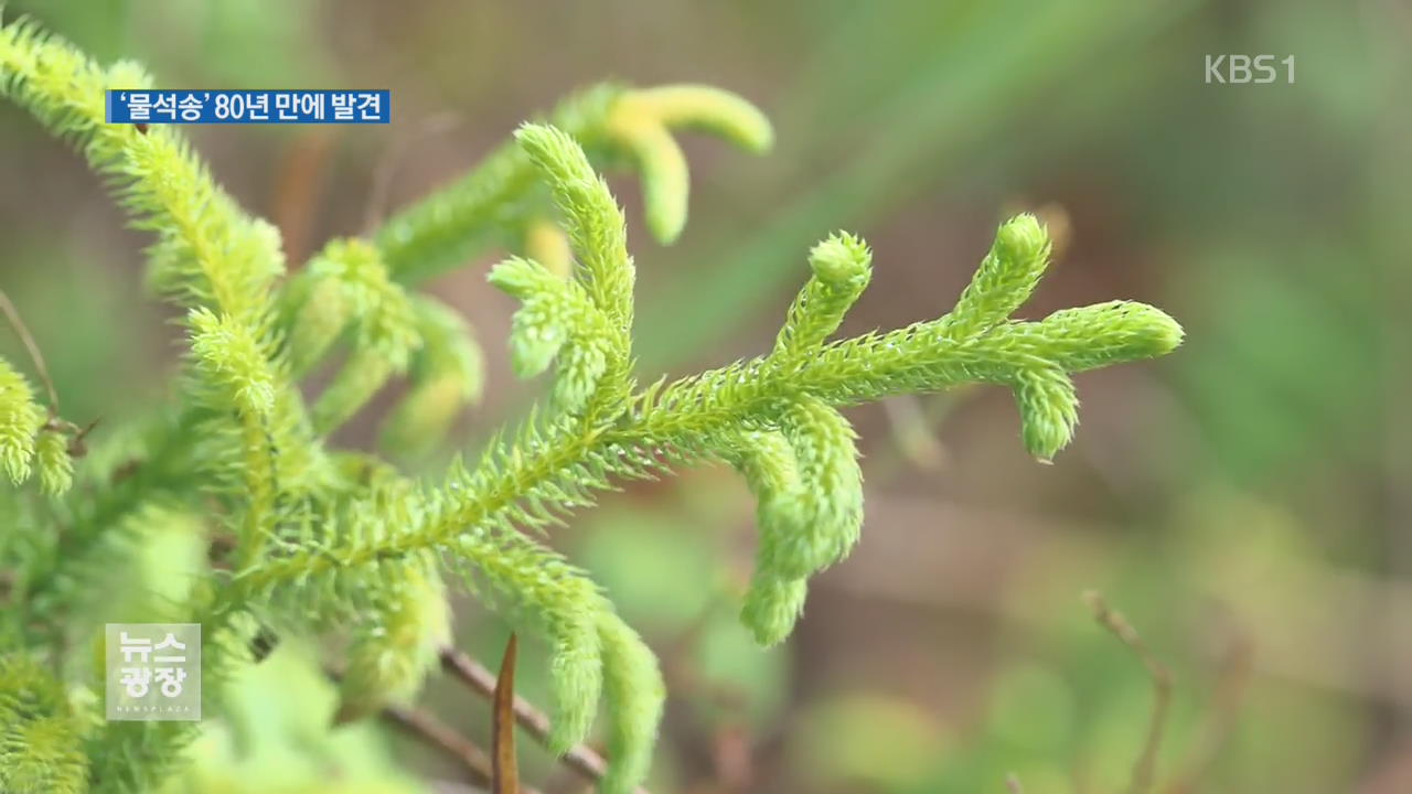 80년 만에…희귀식물 ‘물석송’ 자생지 발견