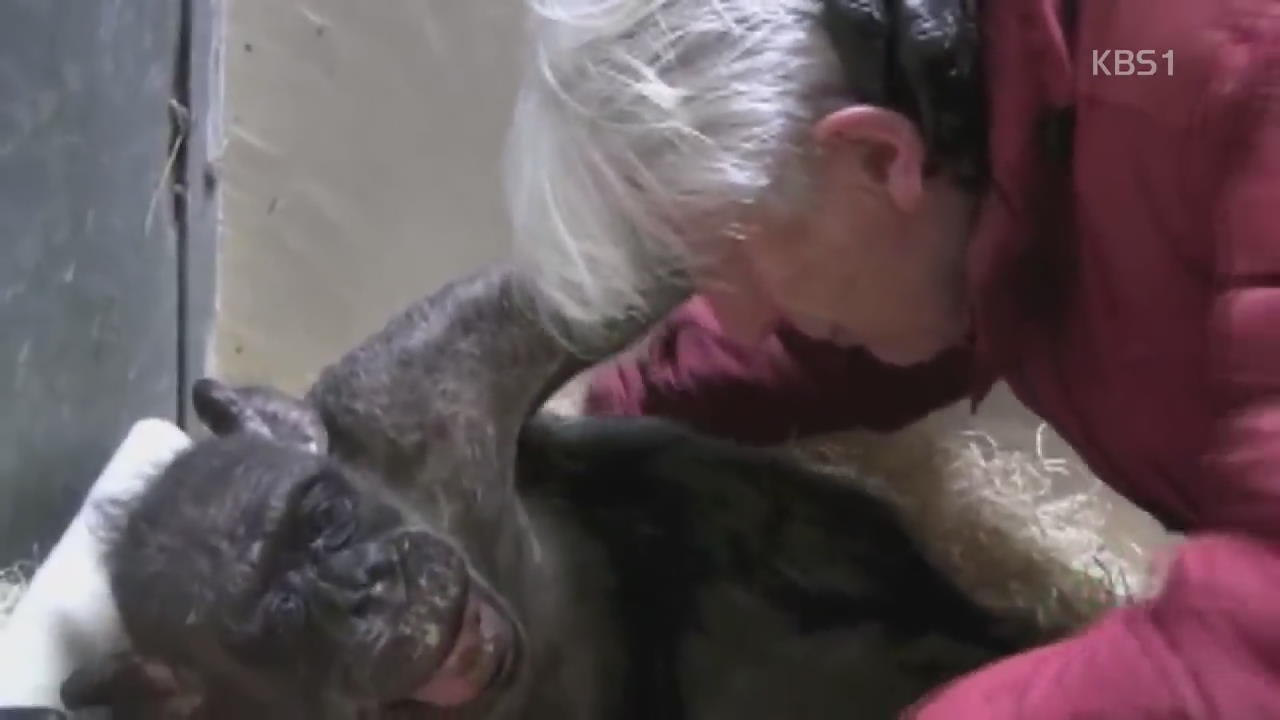 [화제의 영상] 침팬지의 마지막 인사