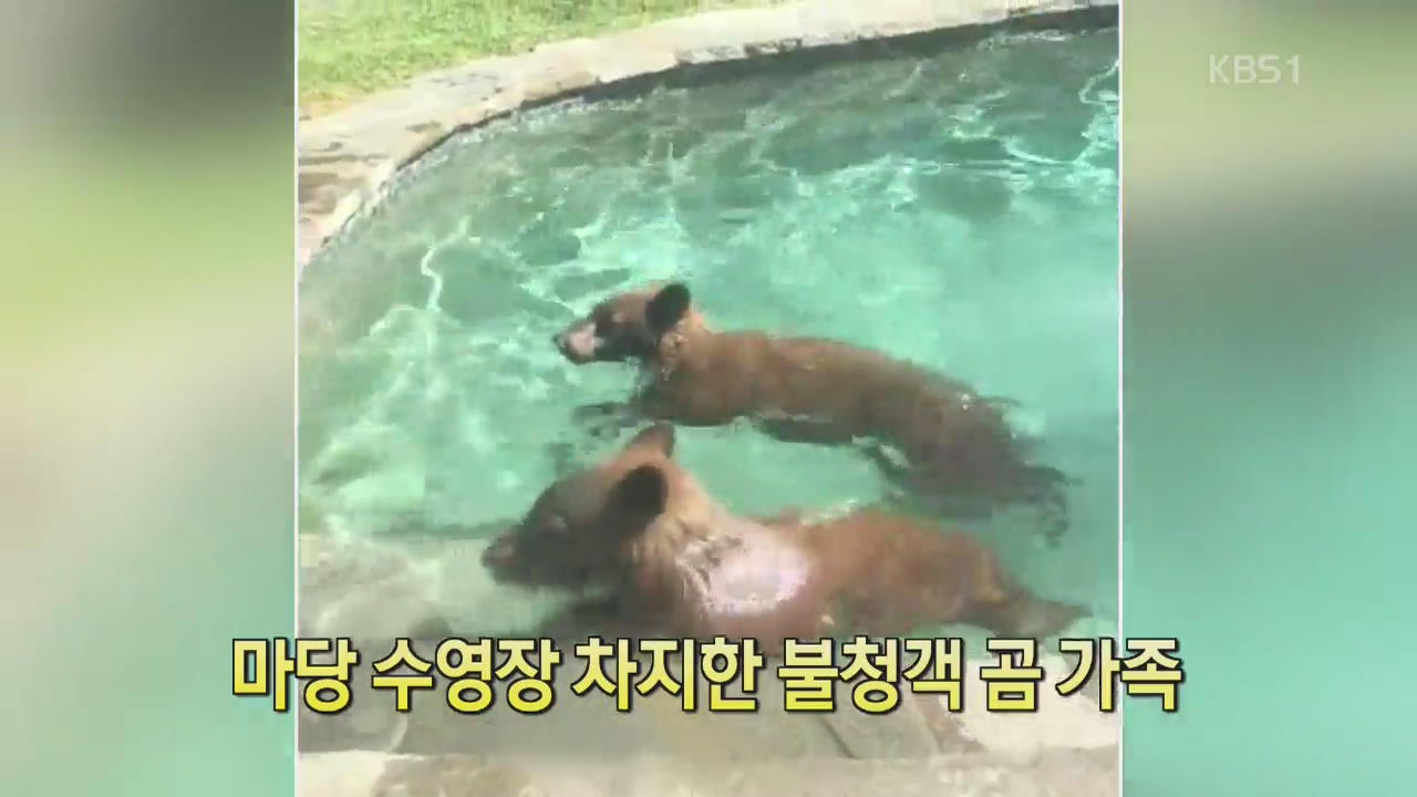 [디지털 광장] 마당 수영장 차지한 불청객 곰 가족