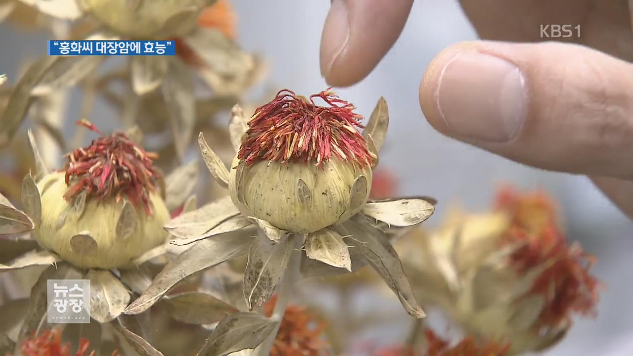 잇꽃 열매 ‘홍화씨’ 대장암 치료 효능