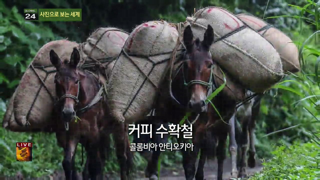 [글로벌24 사진] 콜롬비아, 커피 수확철 외