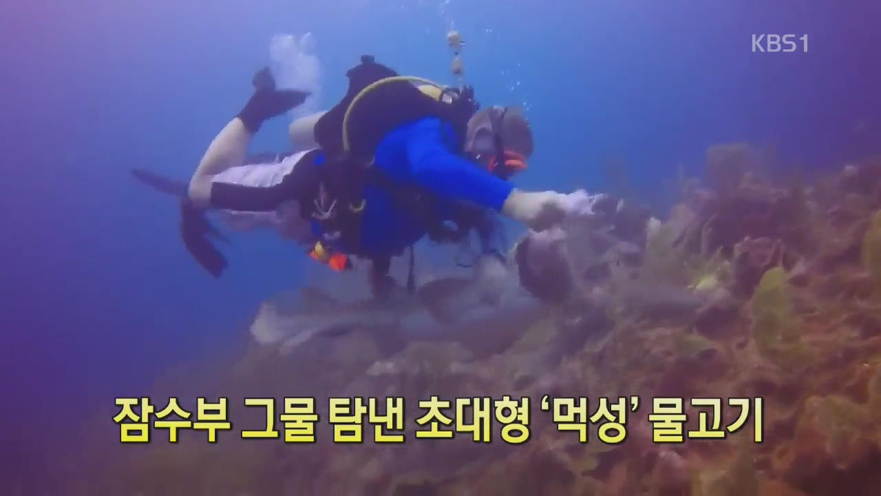 [디지털 광장] 잠수부 그물 탐낸 초대형 ‘먹성’ 물고기