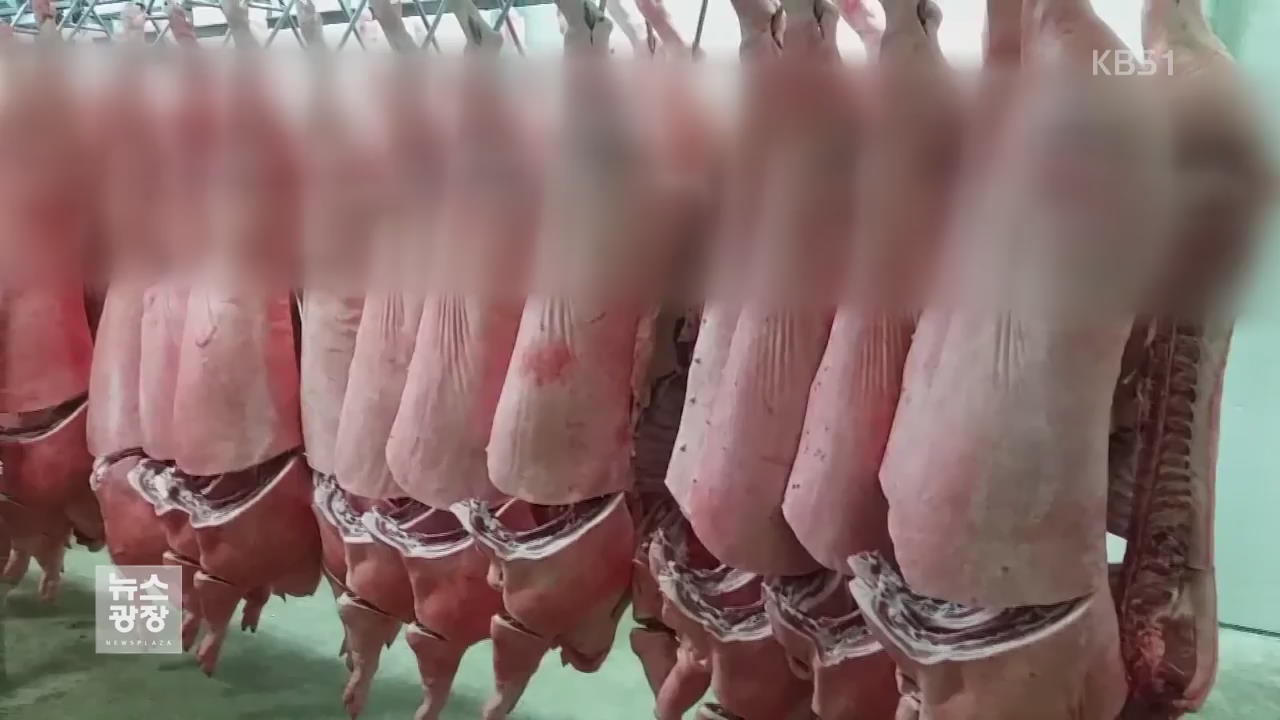 일반 돼지가 흑돼지로 둔갑…31억 원 어치 팔려