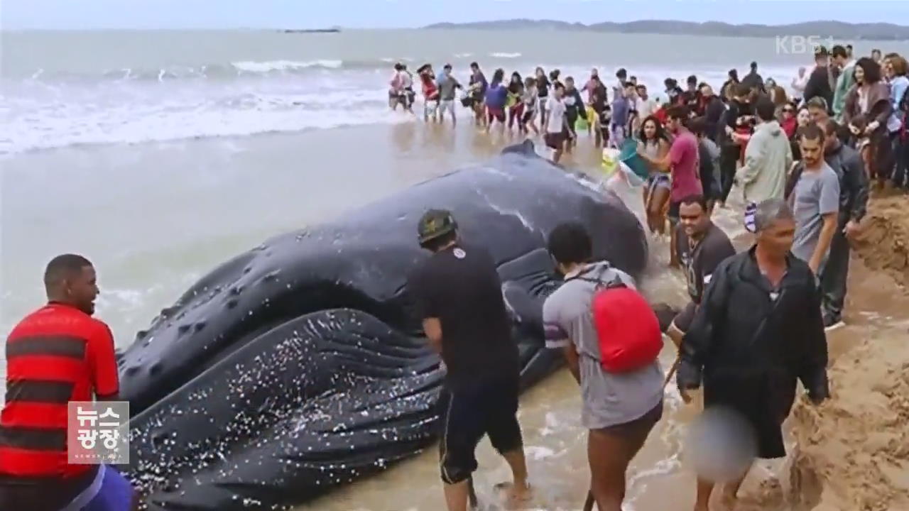 브라질 해변 잦은 혹등고래 출현…왜?