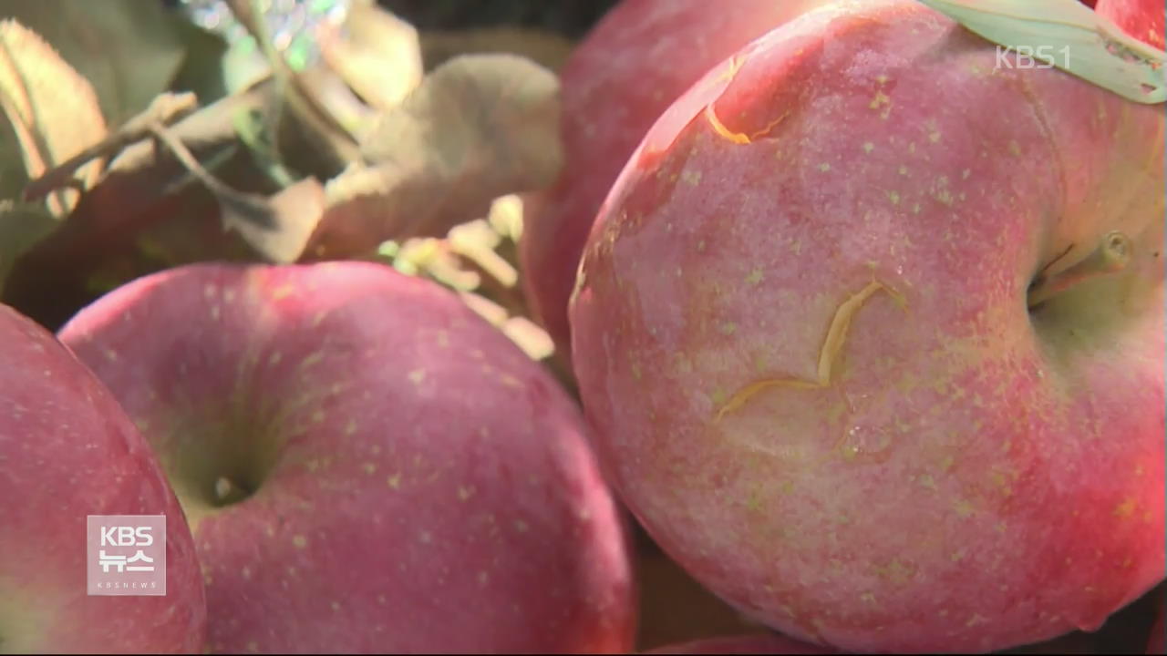 우박에 ‘움푹’…‘보조개 사과’ 인기