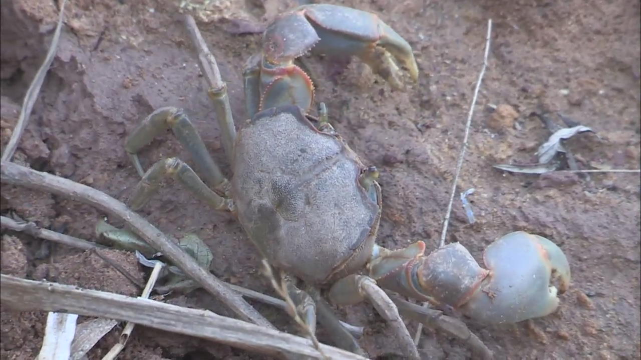 Mud-Flat Crabs