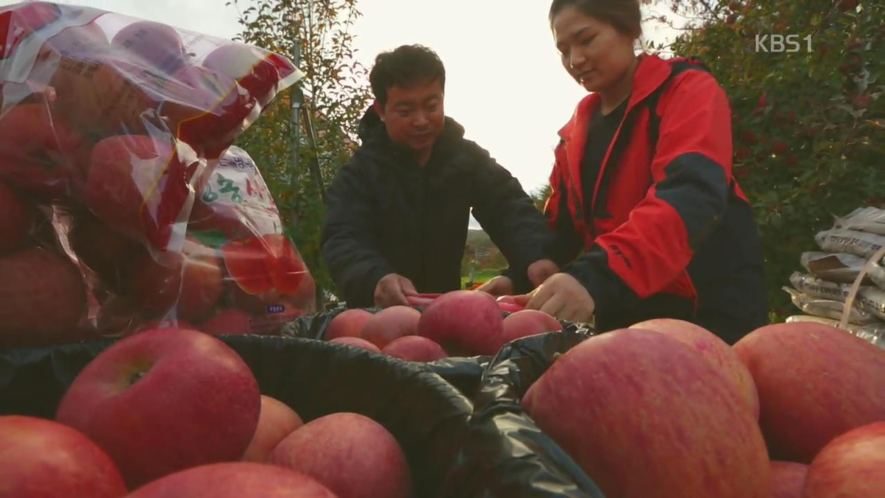 [뉴스광장 영상] 사과 수확