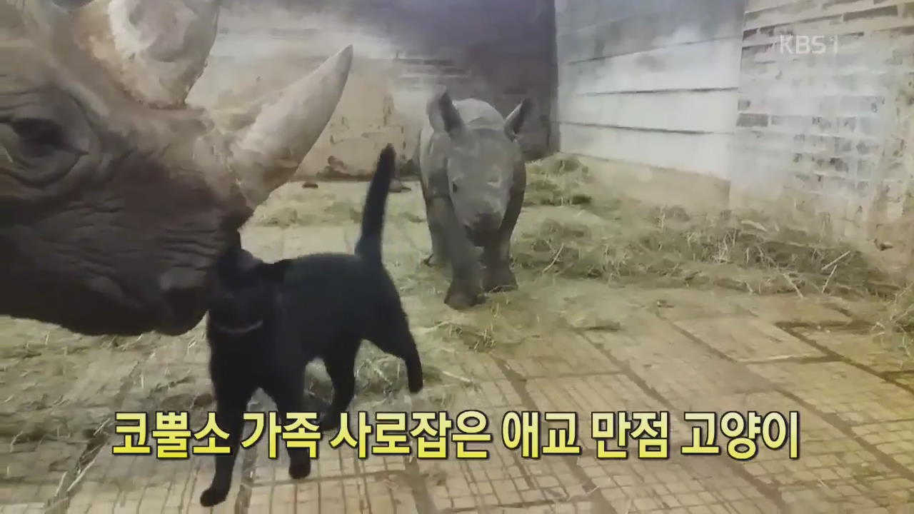 [디지털 광장] 코뿔소 가족 사로잡은 애교 만점 고양이