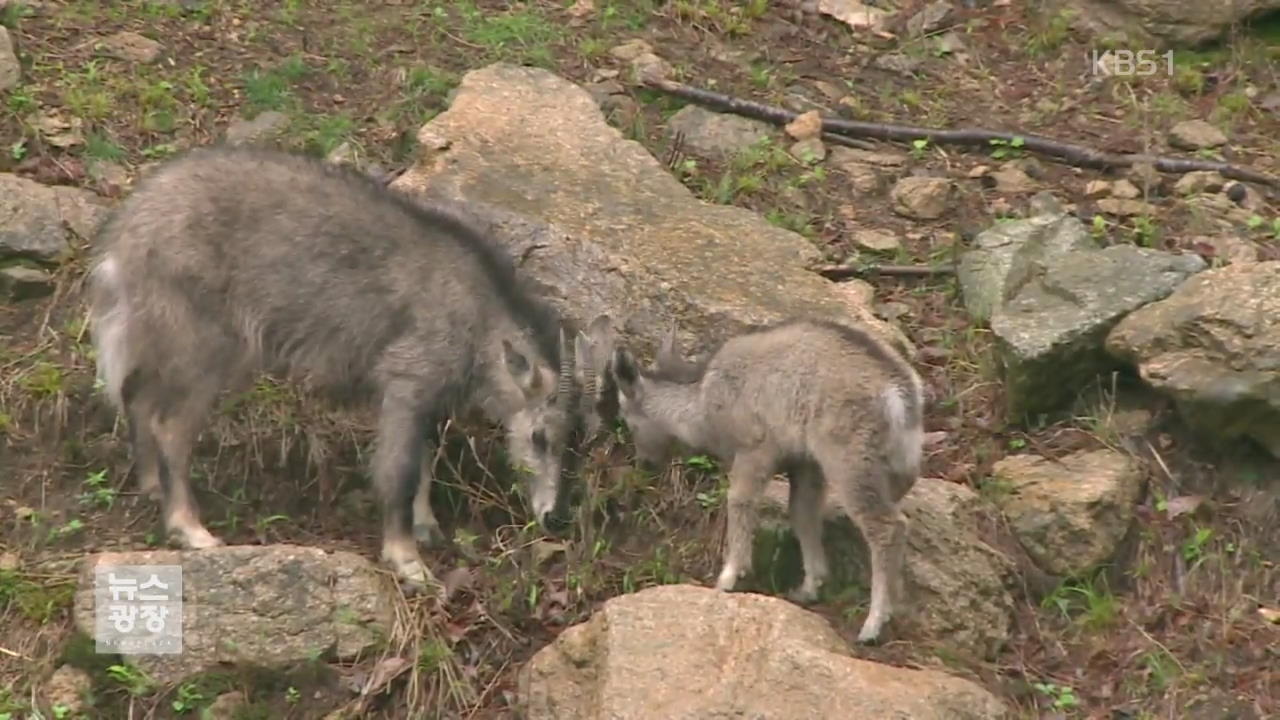 주왕산서 40년 만에 멸종위기 ‘산양’ 발견