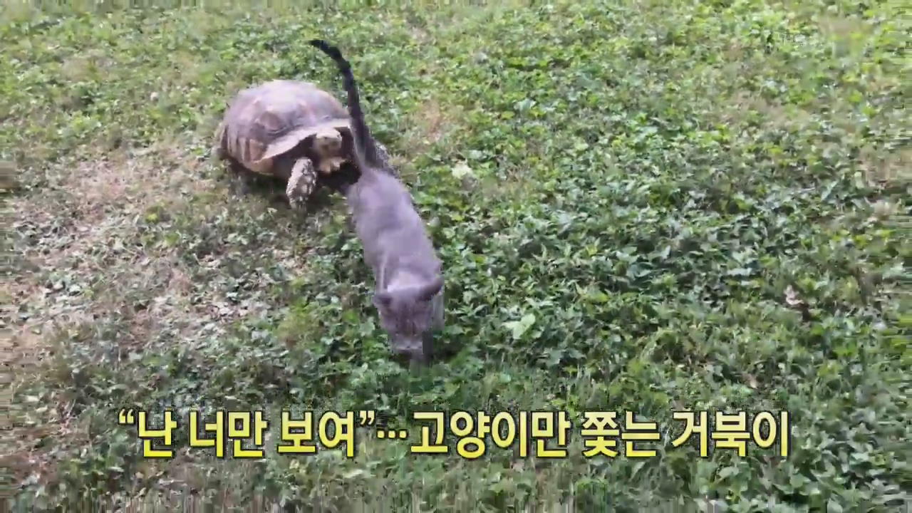 [디지털 광장] “난 너만 보여”…고양이만 쫓는 거북이