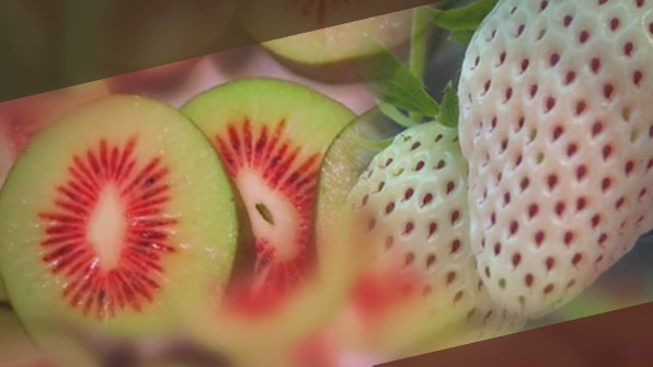 [앵커&리포트] 국산 과일 “더 달고 맛있게”…‘만년설’ 딸기, ‘레드’ 키위까지