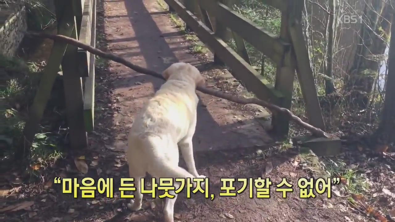 [디지털 광장] “마음에 든 나뭇가지, 포기할 수 없어”