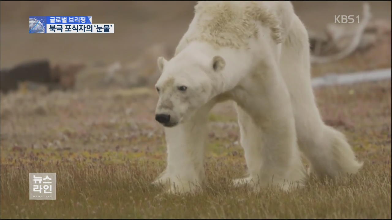 [글로벌 브리핑] 북극곰의 ‘비극’…100년 뒤엔 멸종?