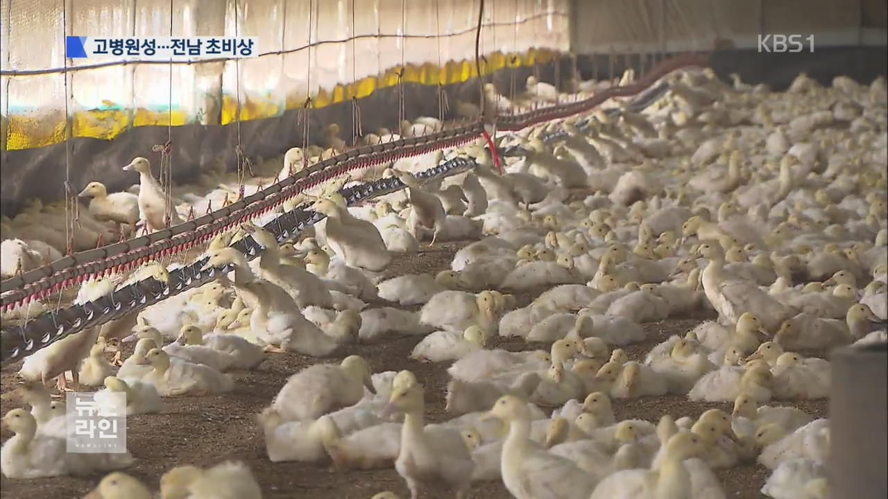 고병원성 확진…전남 ‘오리 벨트’ 초비상
