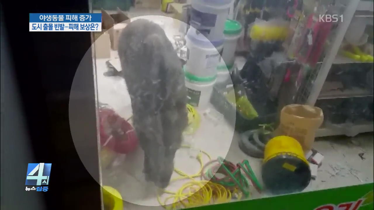 야생동물 피해 증가, 도시 출몰 반발…피해 보상은? 