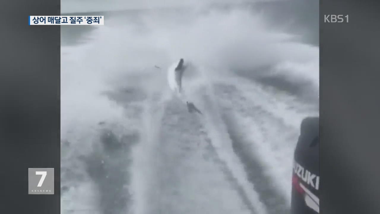 모터보트에 상어 매달고 질주…동물 학대 ‘중죄’