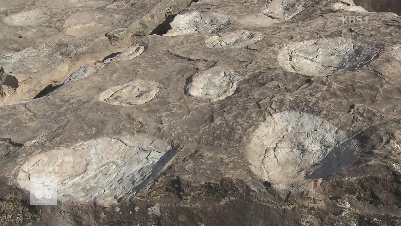 1억 년 전 발자취…공룡 발자국 화석 공개
