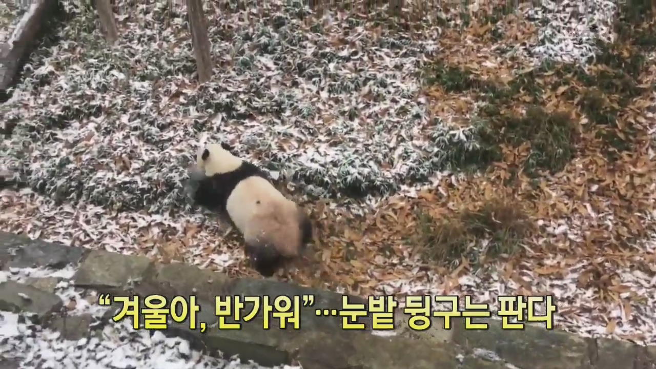 [디지털 광장] “겨울아, 반가워”…눈밭 뒹구는 판다