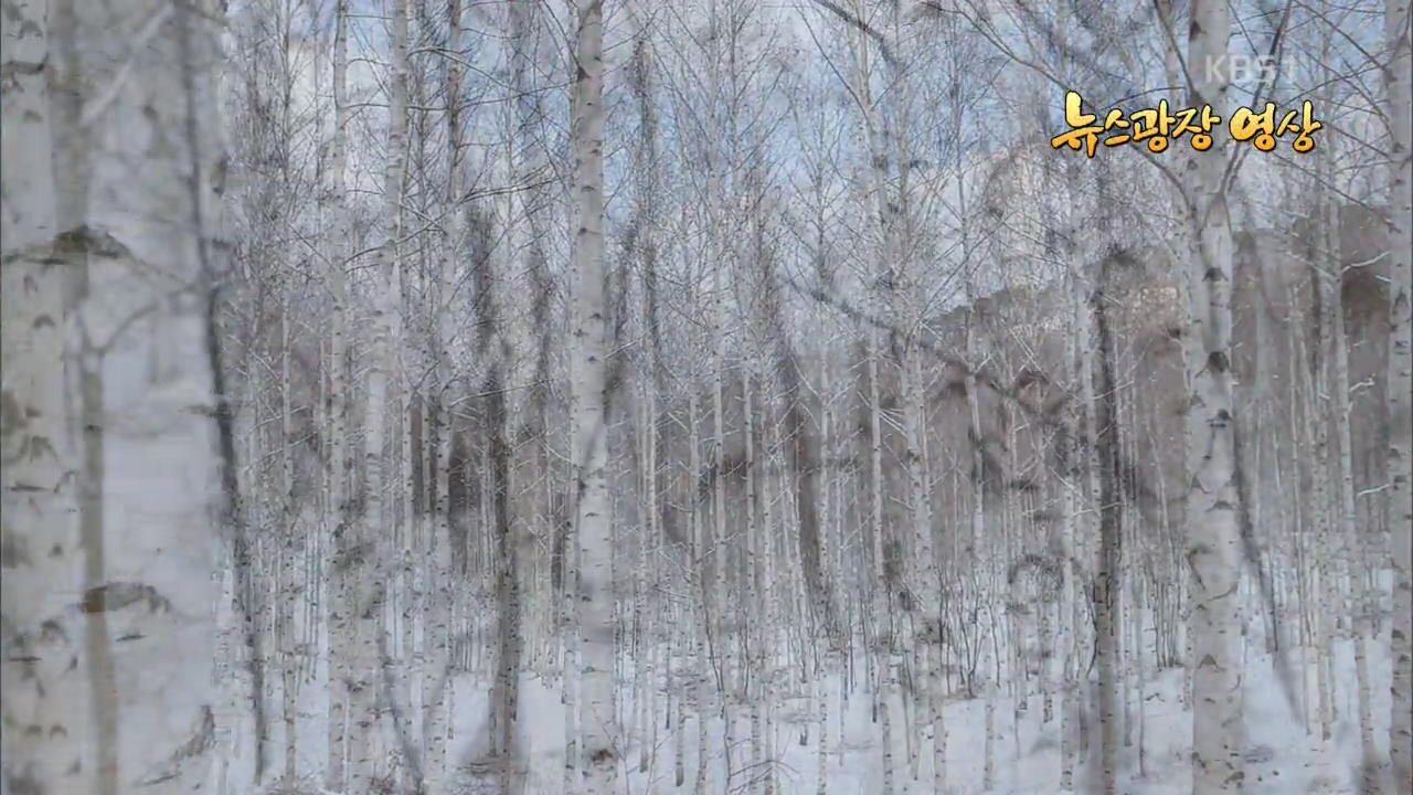 [뉴스광장 영상] 자작나무 숲