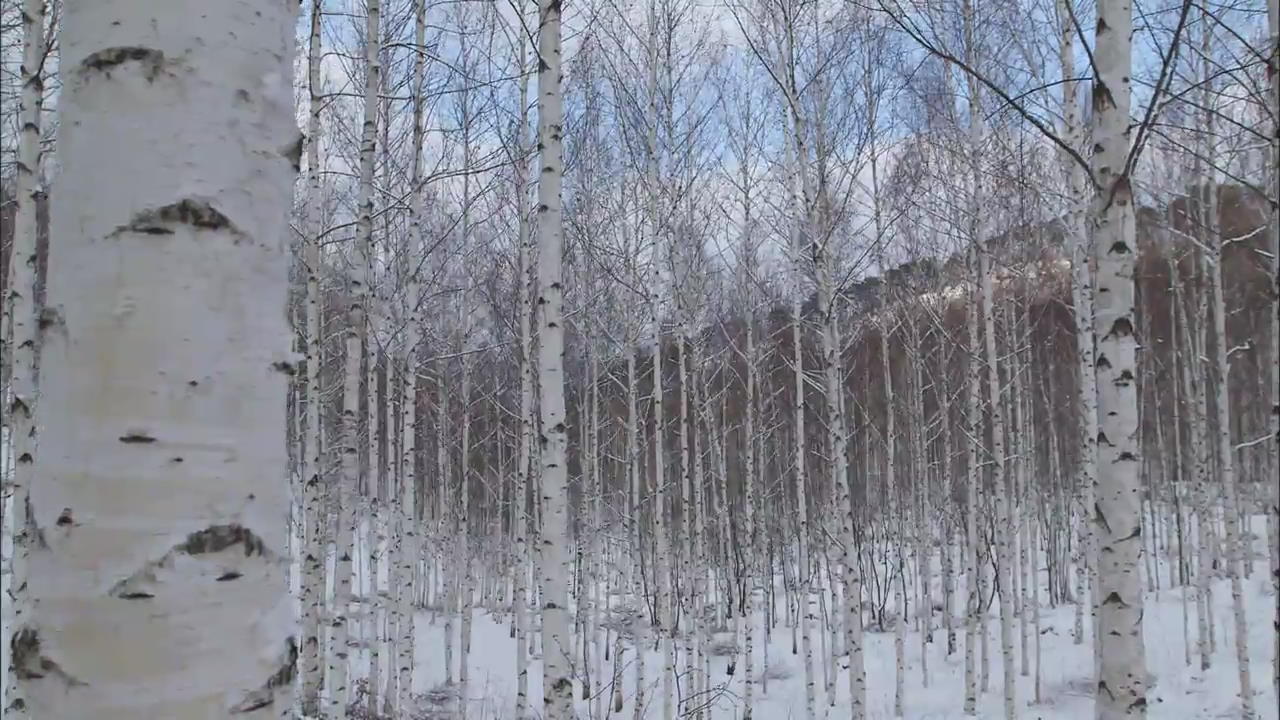 [Korea Snapshot] Wondae-ri Birch Forest