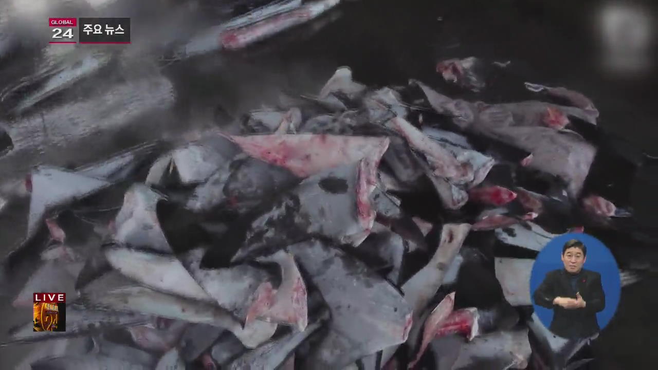 [글로벌24 주요뉴스] “지느러미 때문에…” 이란서 수백 마리 상어 사체 발견