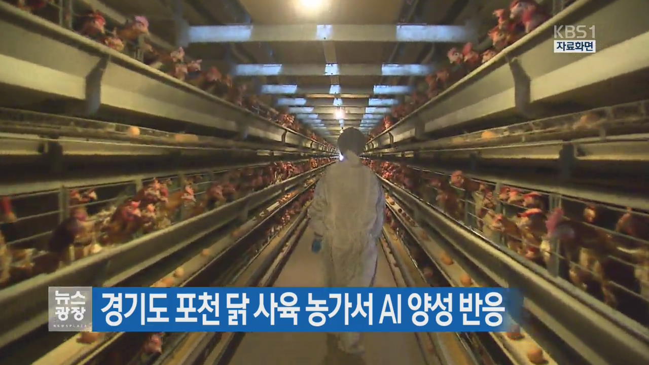 경기도 포천 닭 사육농가서 AI 양성 반응
