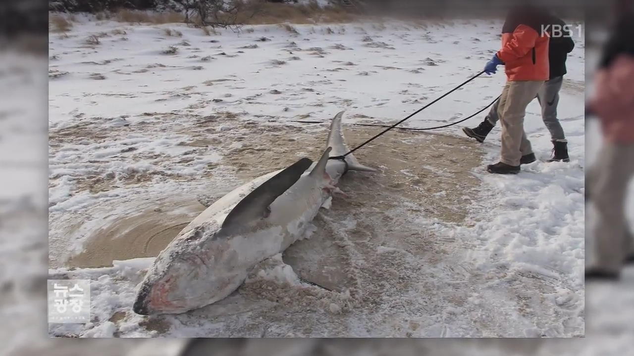 ‘바닷속 상어도 얼어 죽어’…북미 겨울폭풍 10여 명 사망