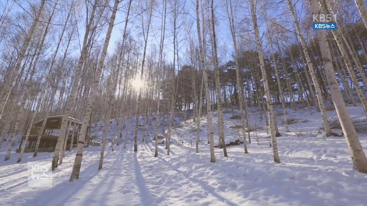 순백의 자작나무숲…겨울 정취 만끽