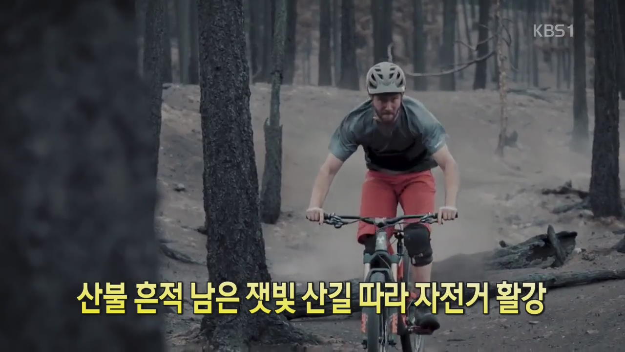 [디지털 광장] 산불 흔적 남은 잿빛 산길 따라 자전거 활강