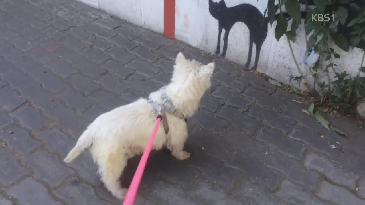 [디지털 광장] ‘강아지’와 ‘고양이 벽화’의 팽팽한 눈싸움