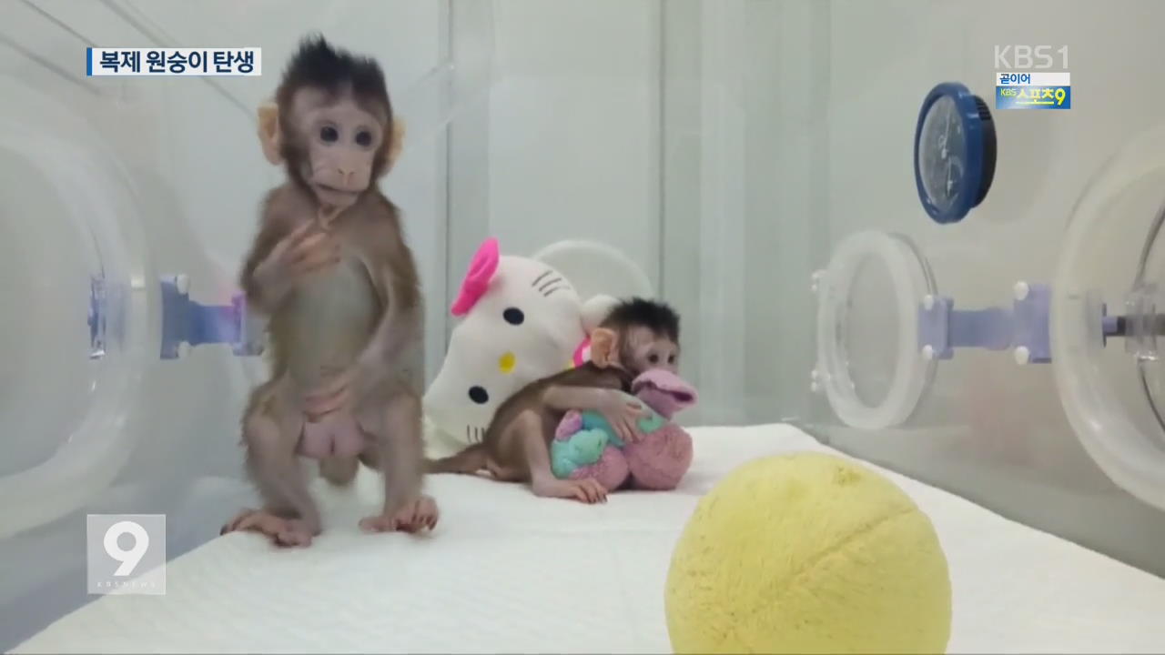복제양 ‘돌리’ 22년 만에 원숭이도 복제 “질병 연구 획기적”