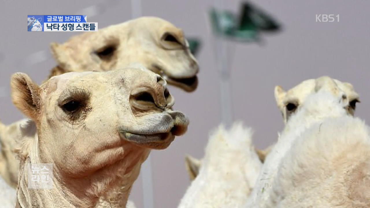 [글로벌 브리핑] “낙타 입술에 보톡스”…경연대회 성형 의혹