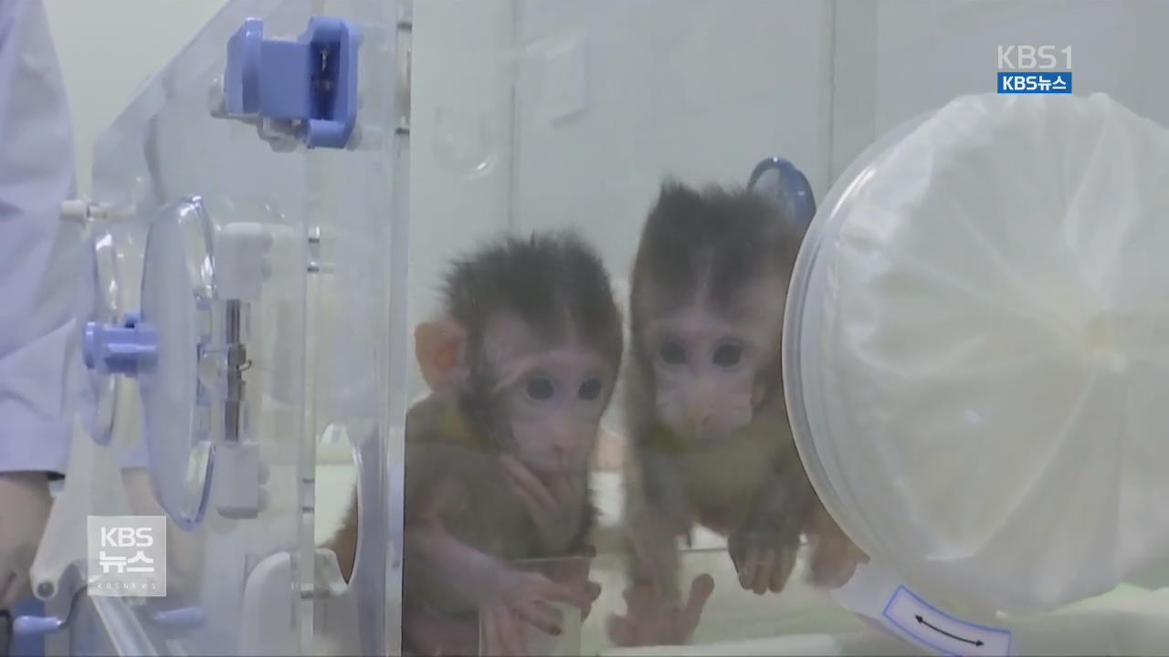 ‘복제 양 돌리 방식’ 원숭이도 세계 첫 복제